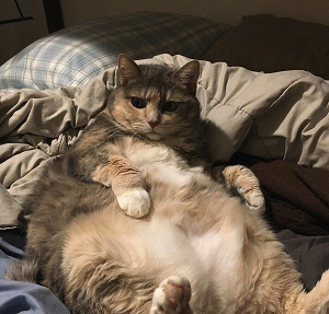 FAT CAT token