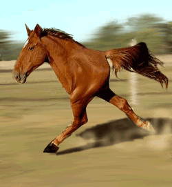 HORS token