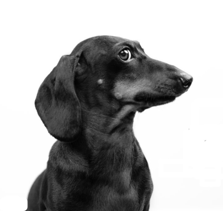 RUFUS